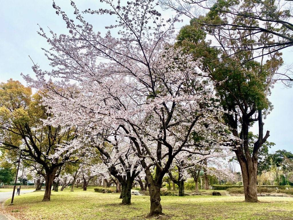 俣野公園 サクラ再生計画 始動の写真