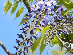 藤棚日記１（令和３年）