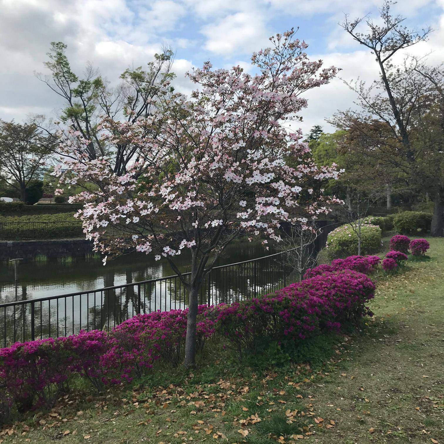 花水木（ハナミズキ）の写真
