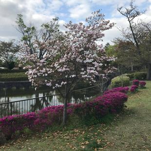 花水木（ハナミズキ）
