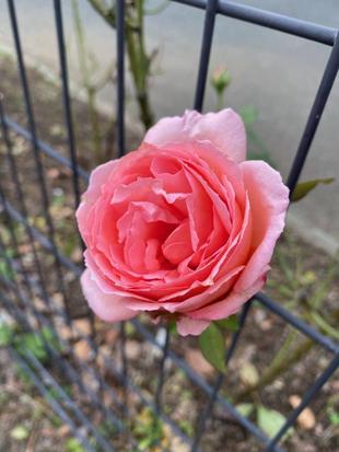 バラが咲いた　vol.3