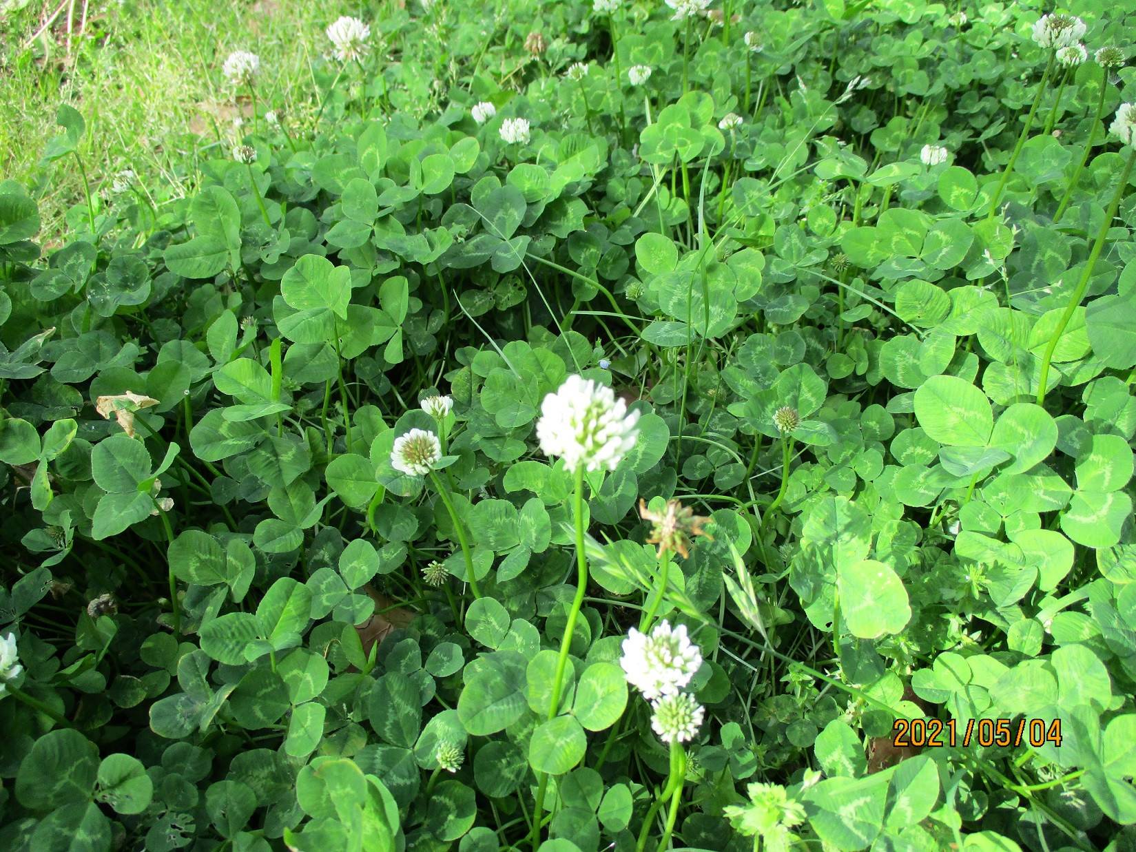 しろつめぐさの写真