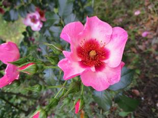 バラが咲いた　vol.2