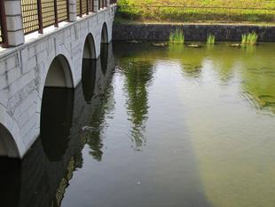 スイレン　（池　情報）