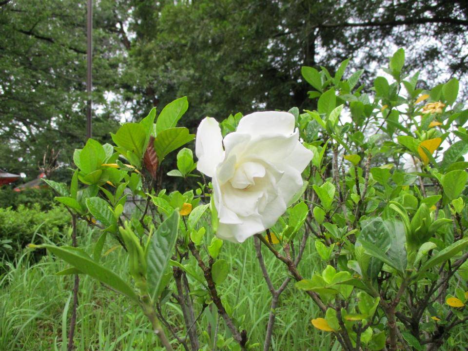 くちなしの花の写真