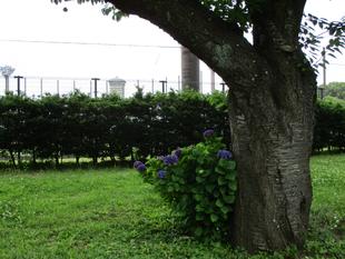 ひょっこりはん　紫陽花