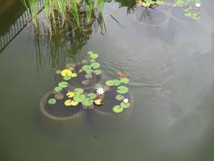 スイレン（池　情報）