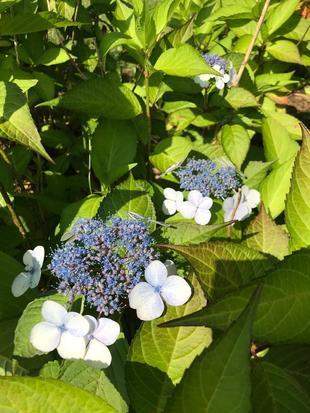 額紫陽花