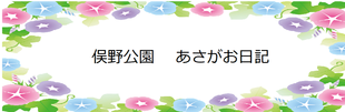 あさがお日記4