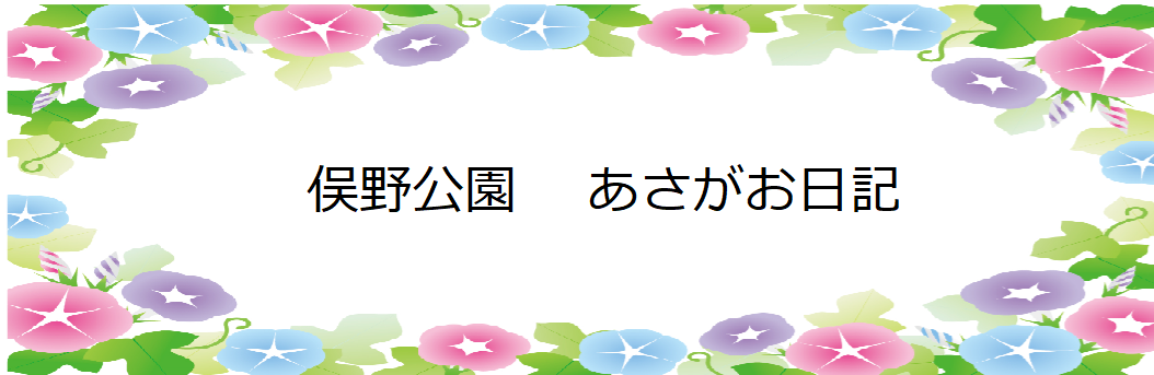 あさがお日記 (グリーンカーテン作戦)の写真