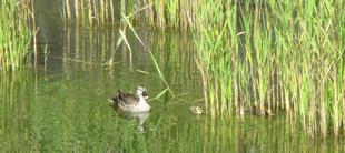 かるがもの赤ちゃん（池　情報）