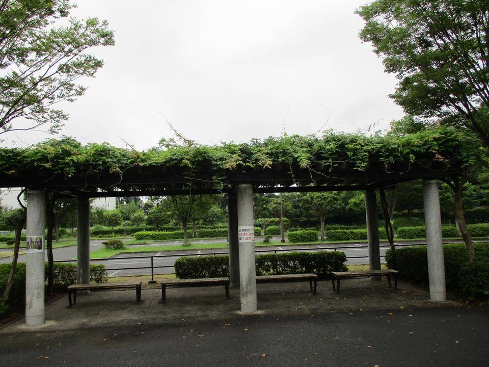 藤棚日記7(令和3年)の写真