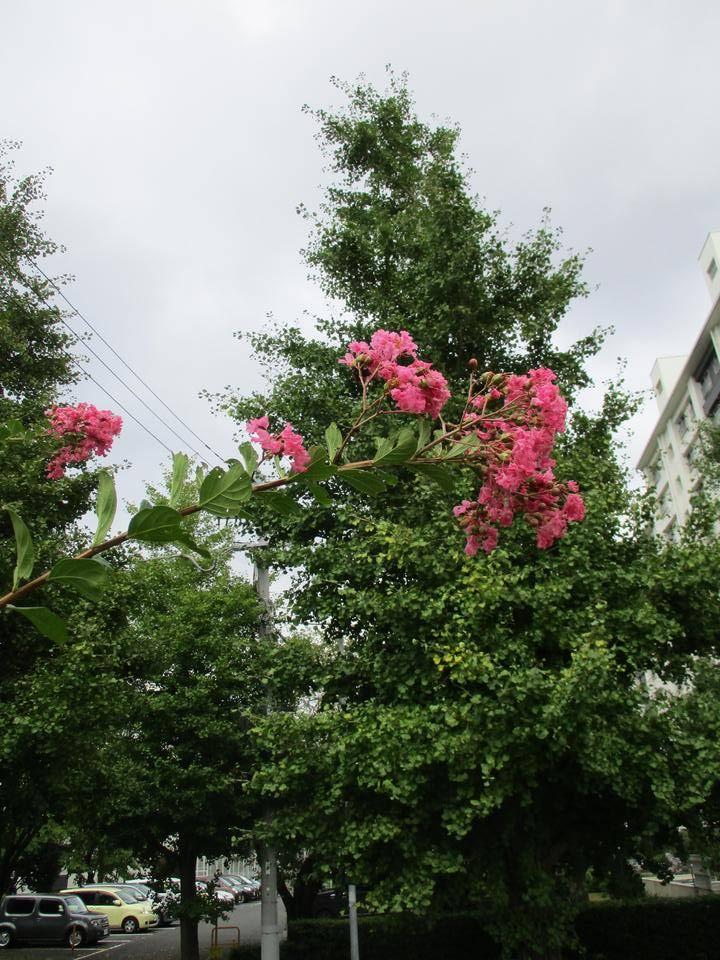 サルスベリの写真