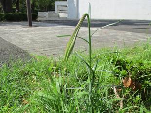 えっユリが！！