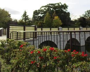 春と秋の共演 (春の草花と紅葉)