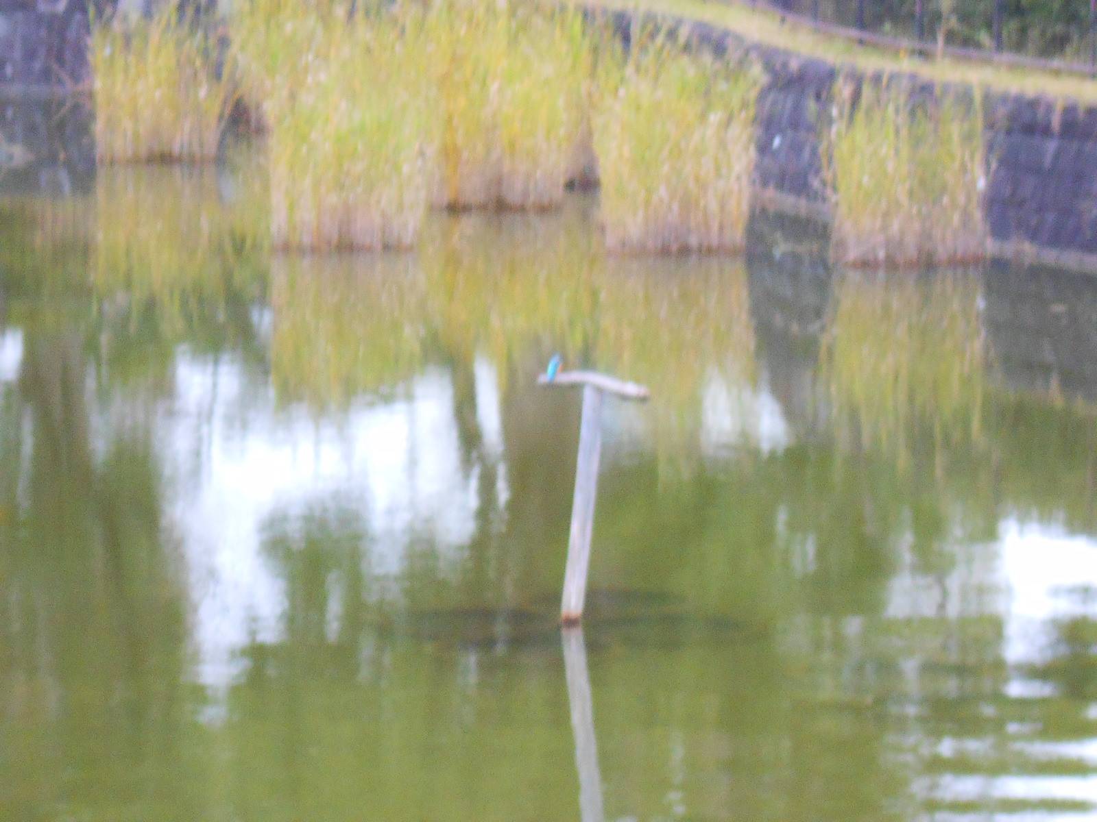 池情報 秋(カワセミ)の写真