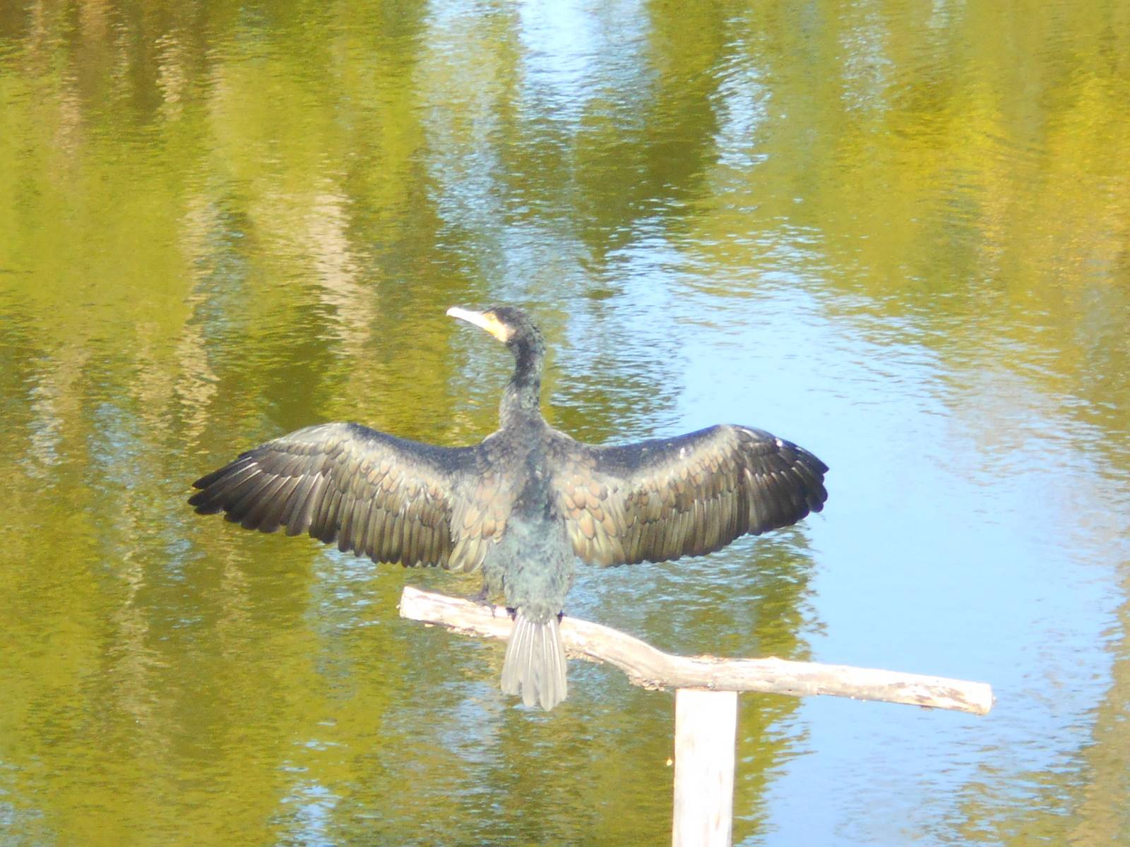 池情報 カワウの写真