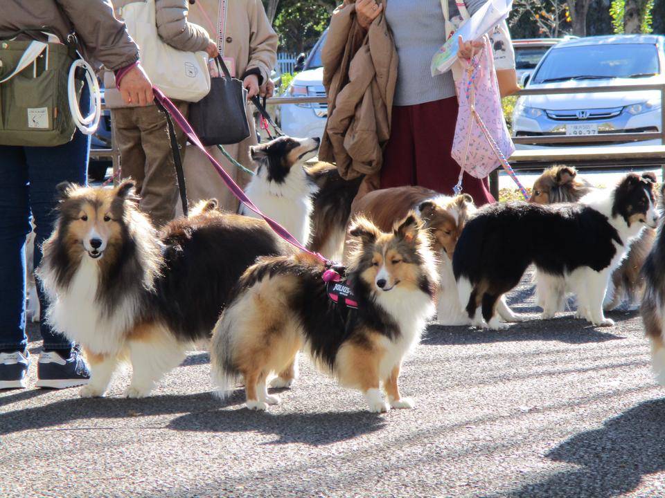 ワン🐶ワン🐶ワン🐶の写真