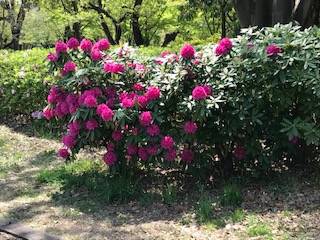 石楠花(シャクナゲ)の写真