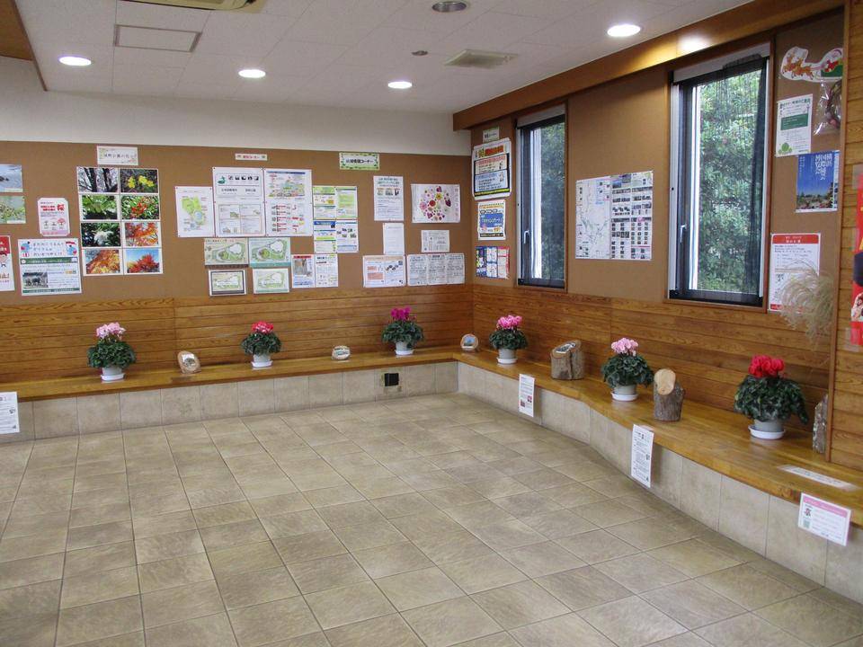 🎁シクラメン🎁の写真