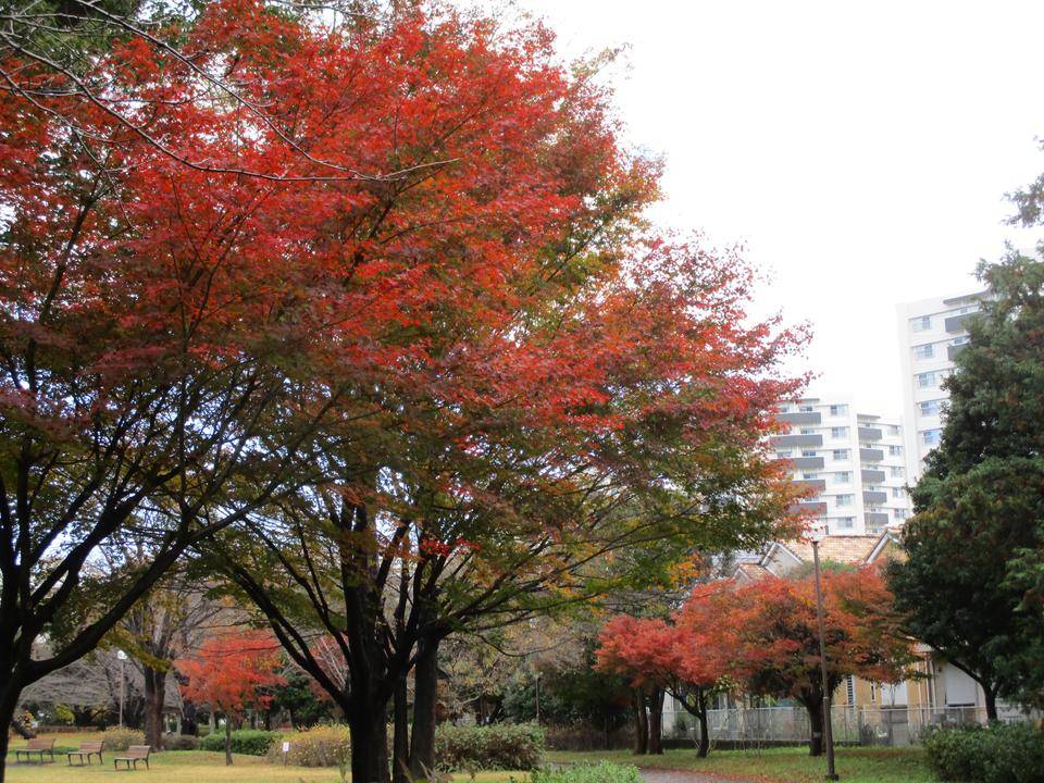 師走の俣野公園の写真