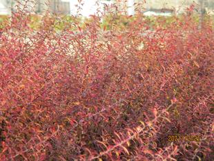 紅葉のユキヤナギ