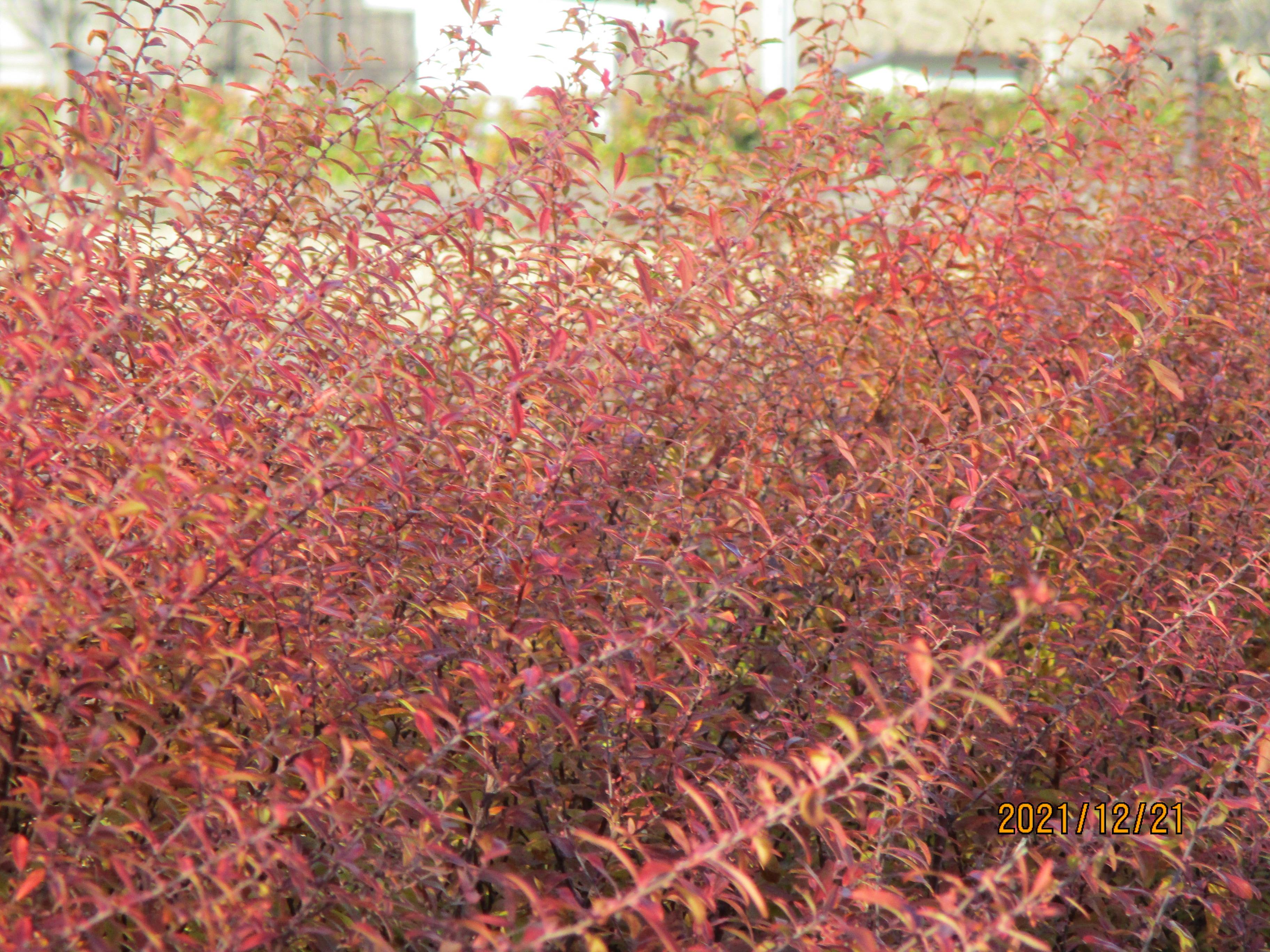紅葉のユキヤナギの写真