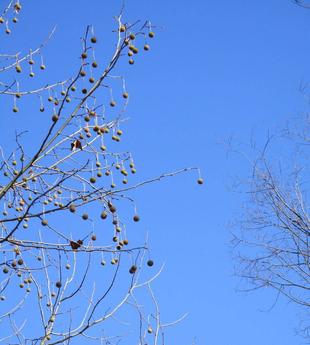 プラタナスの実