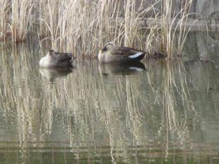 池情報　カルガモ