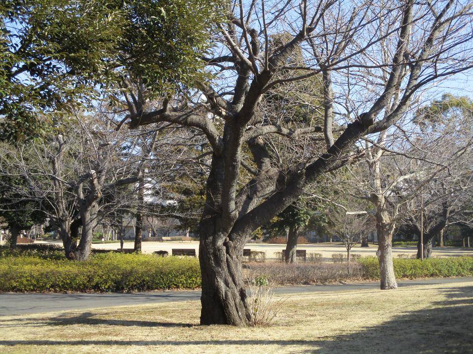 共住の写真