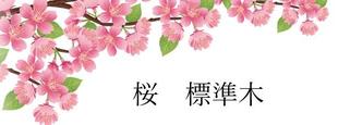 🌸 桜