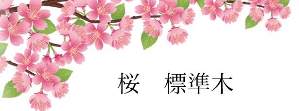 🌸 桜の写真