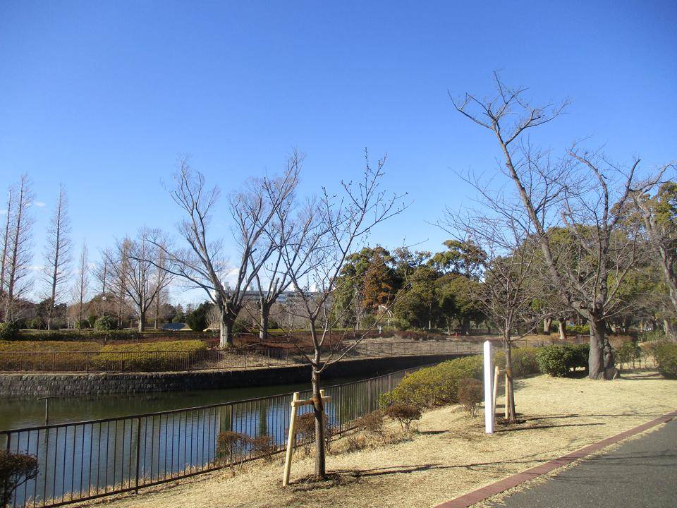 河津桜の写真