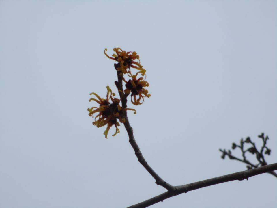 まんさくの花が咲き始めましたの写真