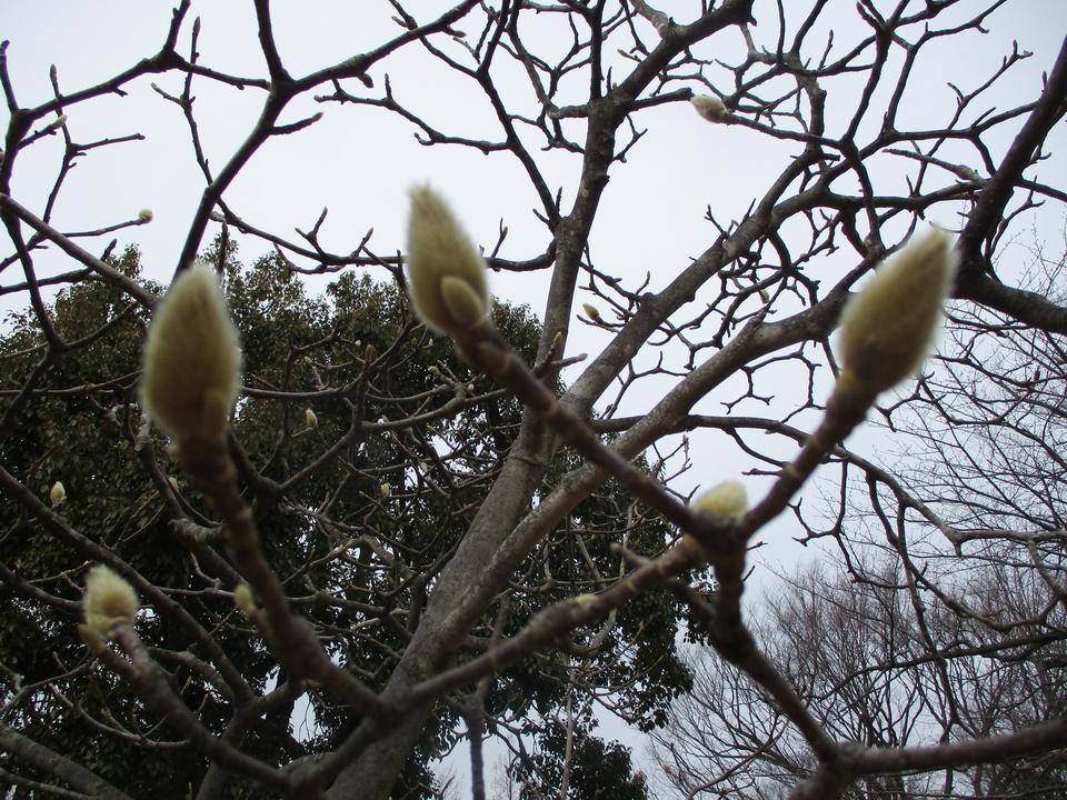 モクレンの蕾の写真