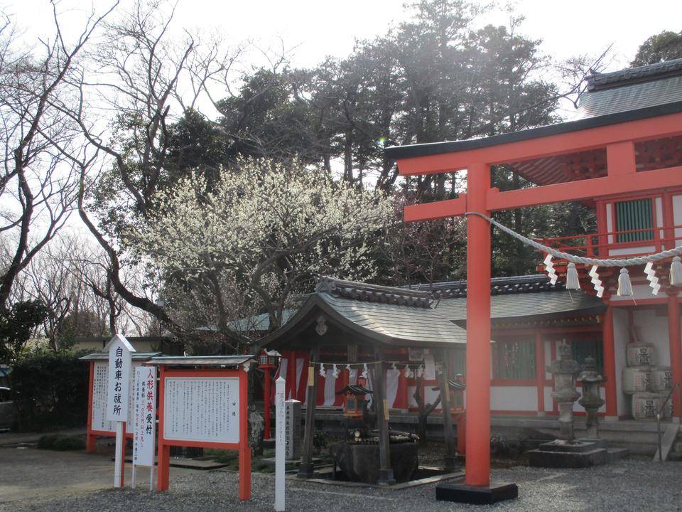 梅と桜の共演の写真