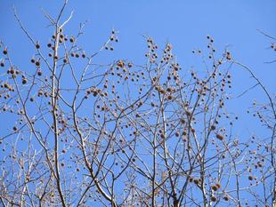 プラタナスの実!