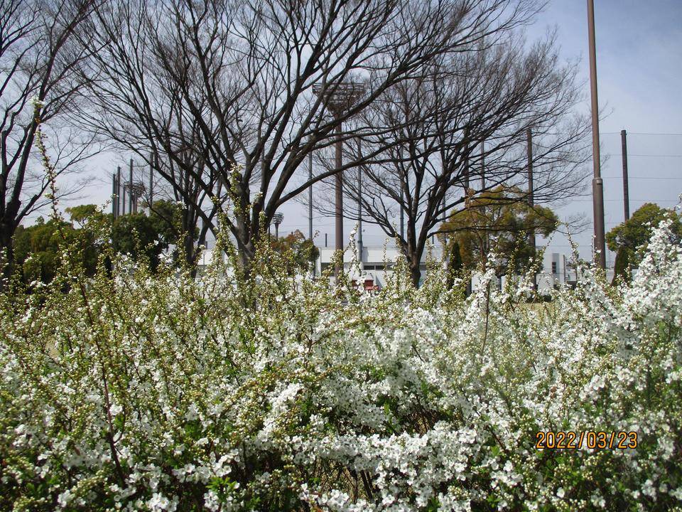 ユキヤナギの写真