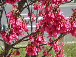 カンヒザクラ・オカメザクラ 満開!! 【3月16日】