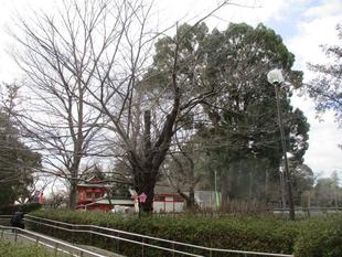 桜開花情報【３月４日】