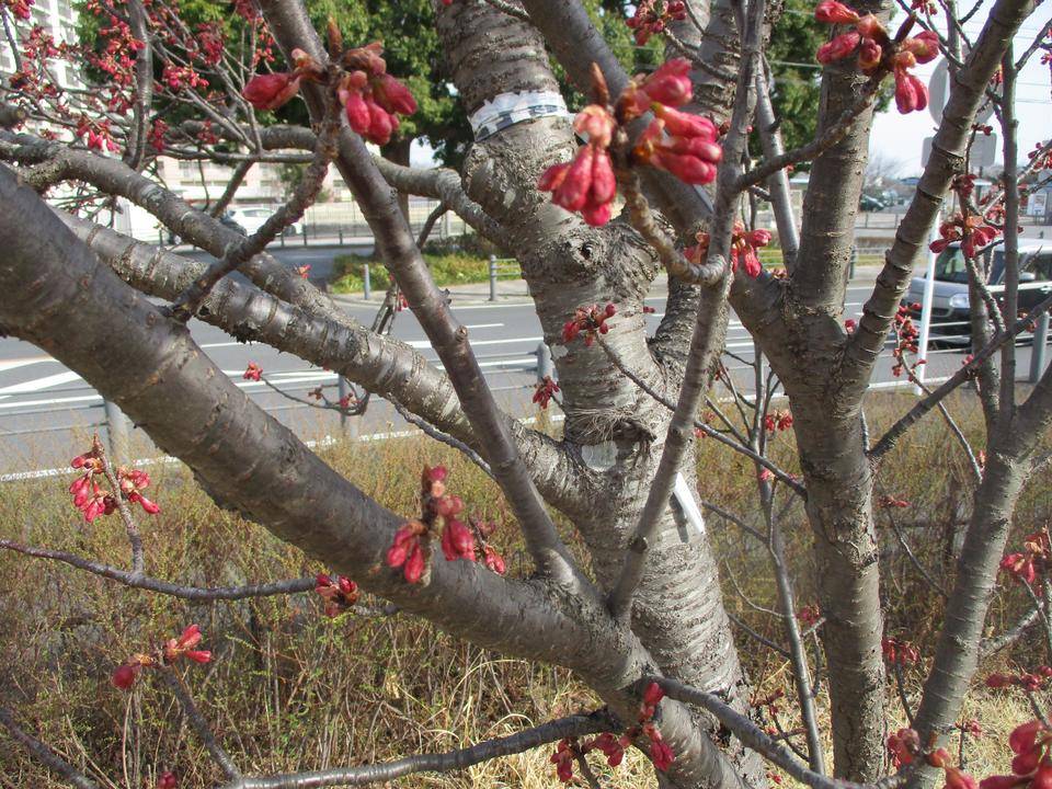 カンヒザクラの写真