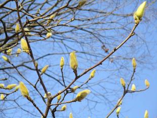 モクレンの蕾 vol2