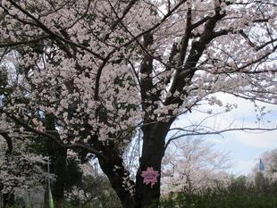 ソメイヨシノ   VOl.3