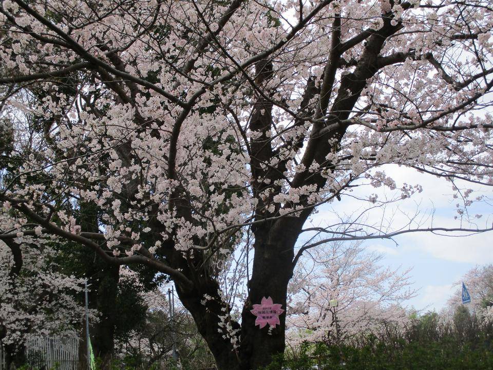 ソメイヨシノ   VOl.3の写真