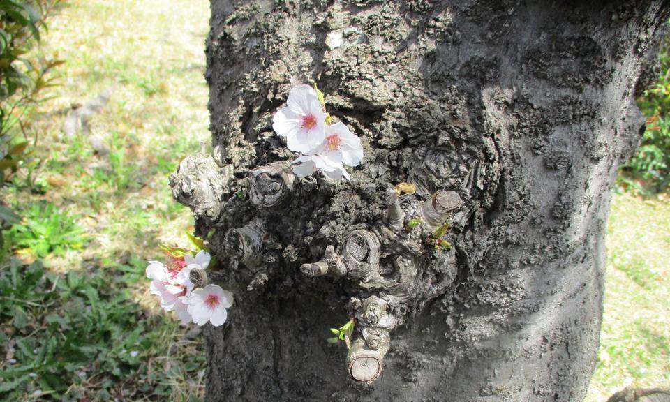 ひょっこりの写真