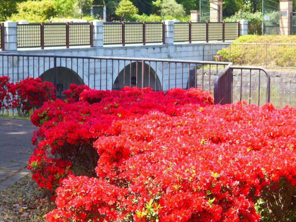 俣野公園の池の周りの写真