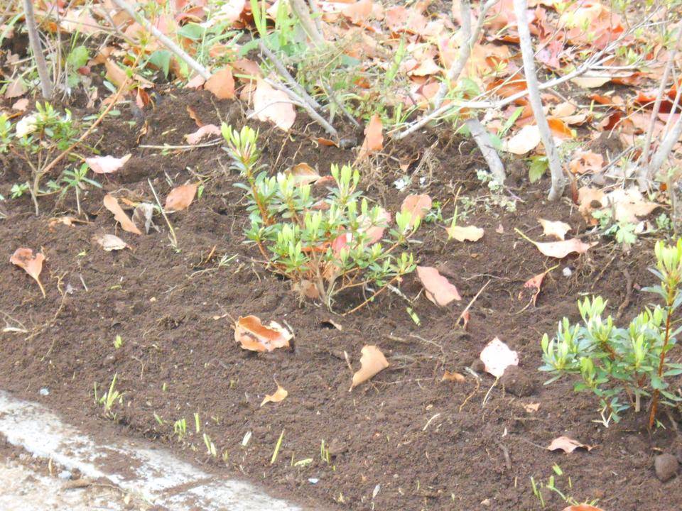 サツキツツジの植栽の写真