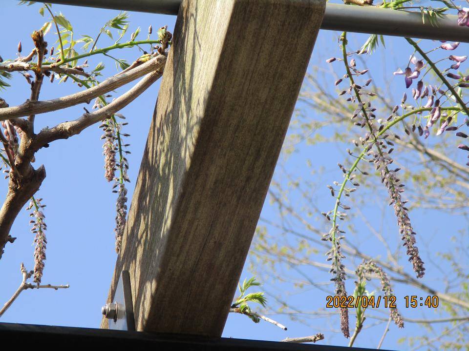 藤棚日記③（令和４年）の写真