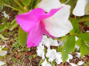 ヒラドツツジ②