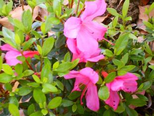 植栽したサツキつつじ